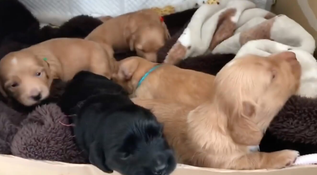 ダックスフンド,動画