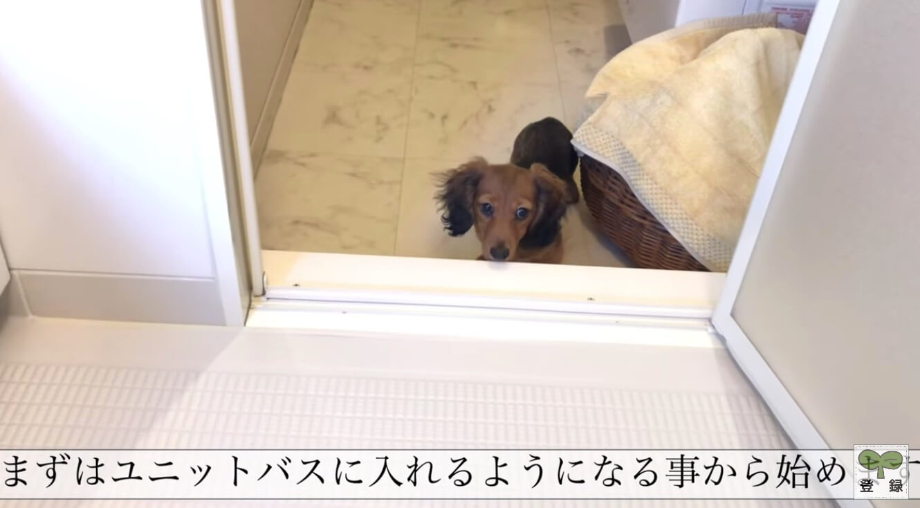 ダックスフンド,動画