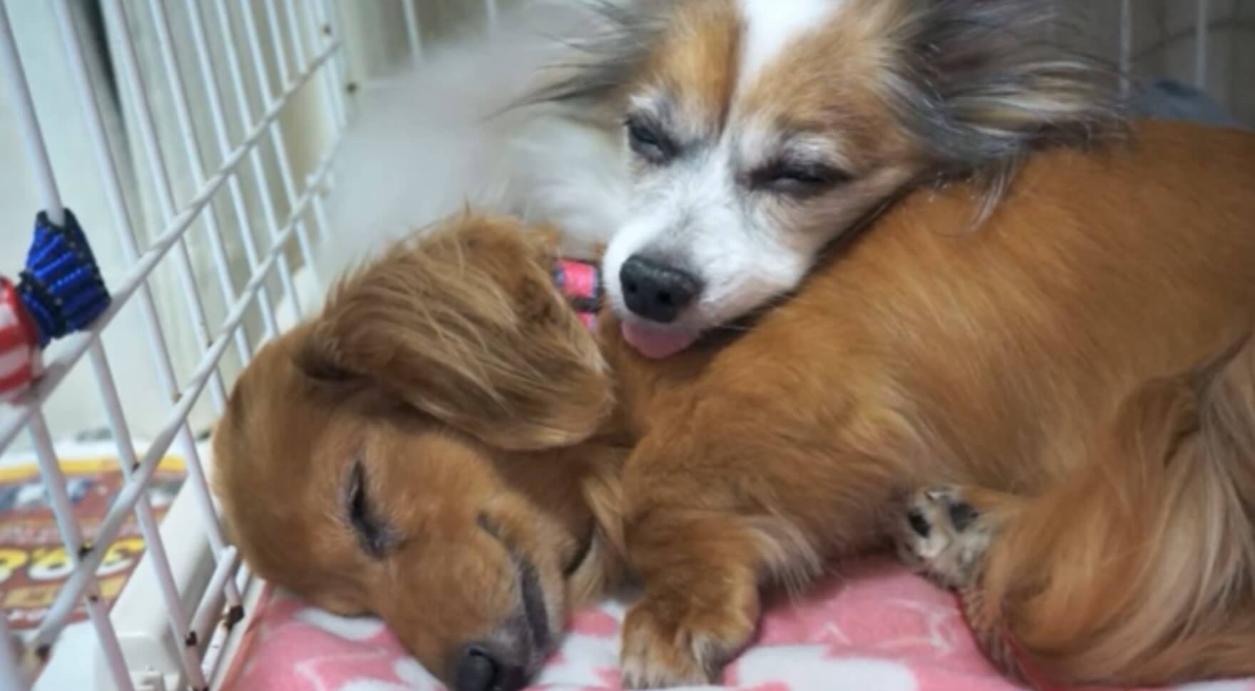 ダックスフンド,動画