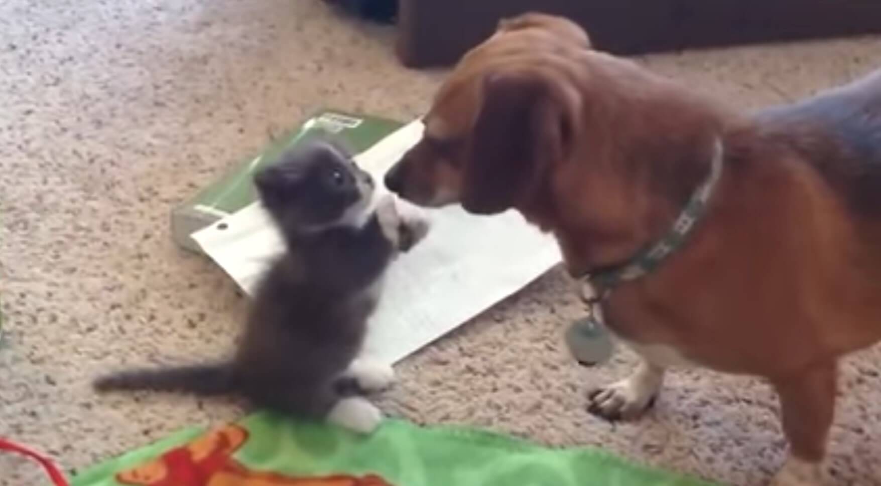 ダックスフンド,動画