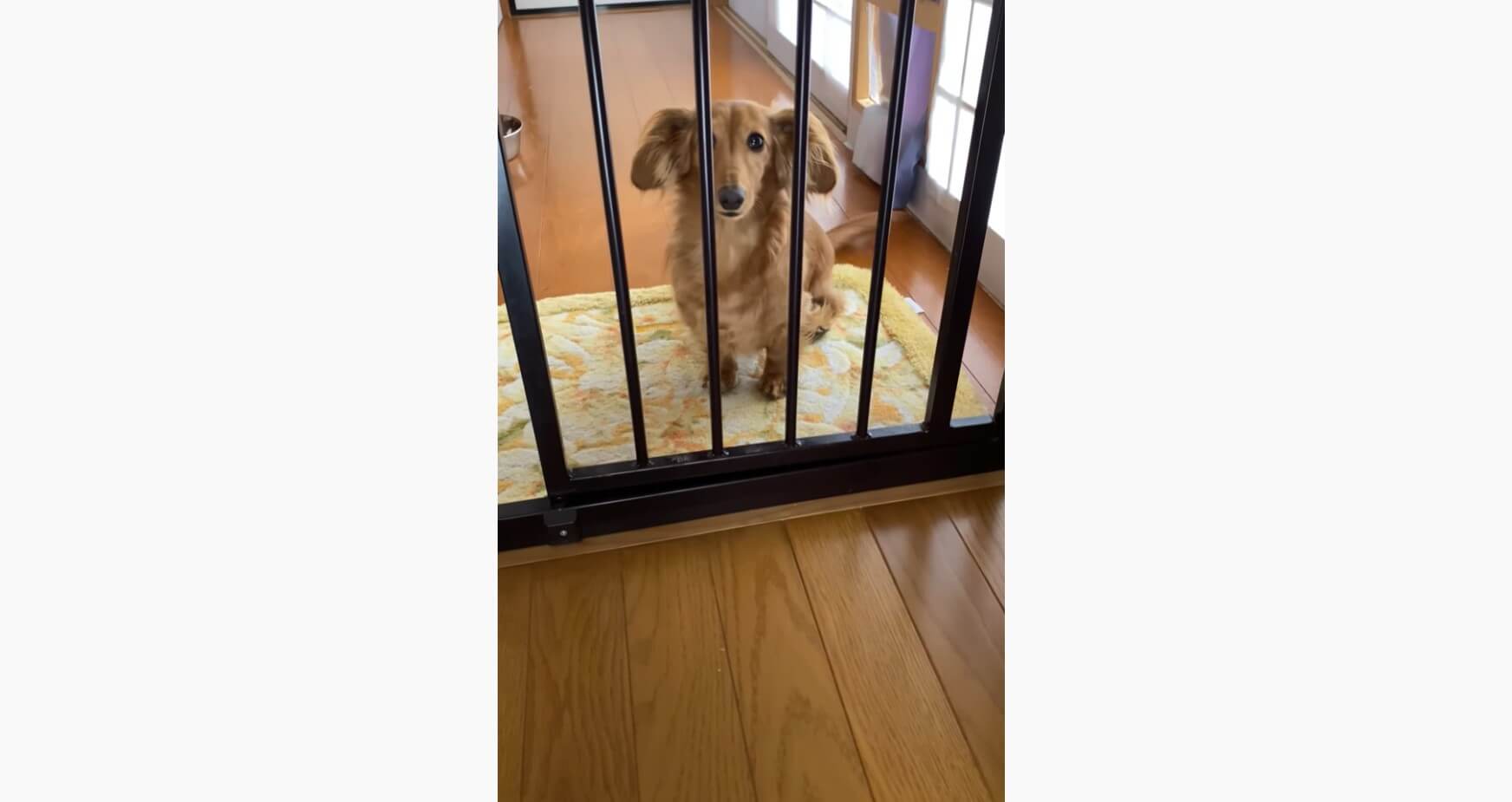 ダックスフンド,動画