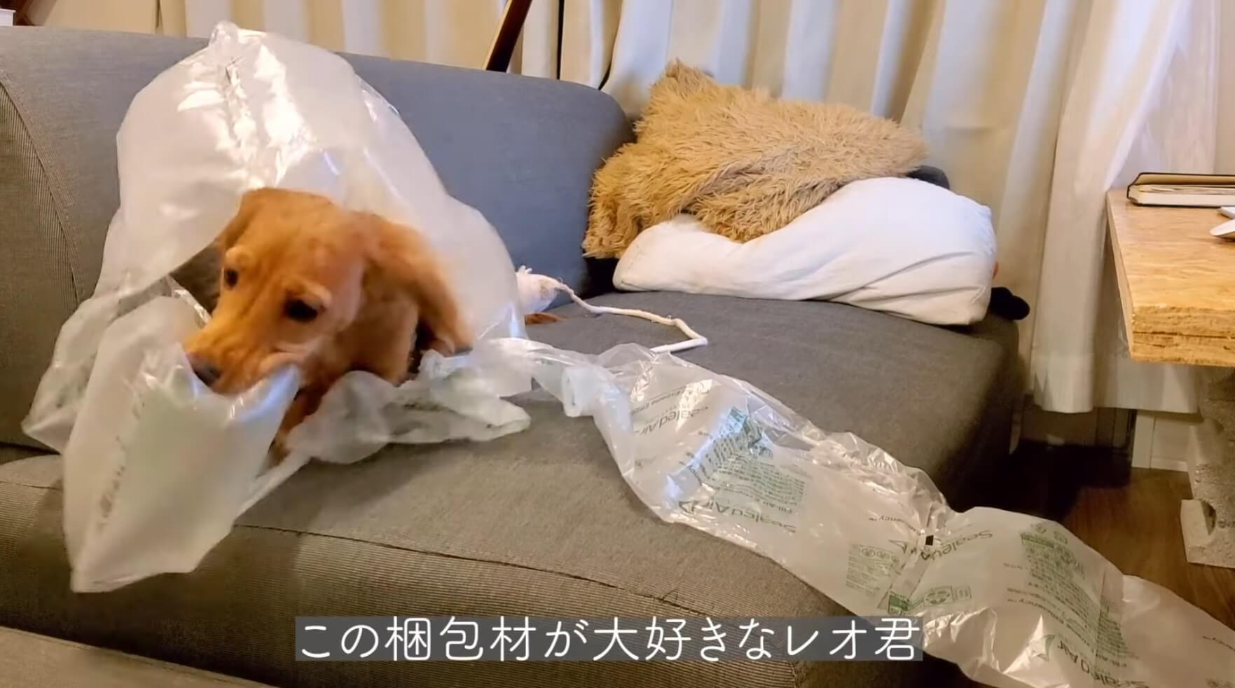 ダックスフンド,動画