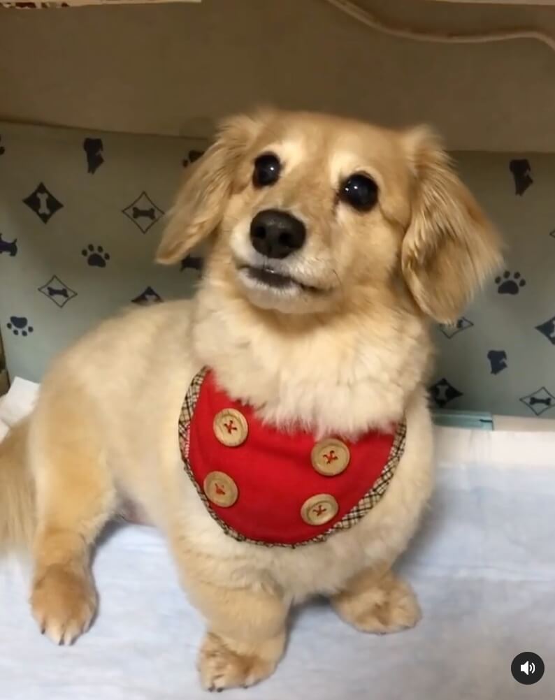 ダックスフンド,動画