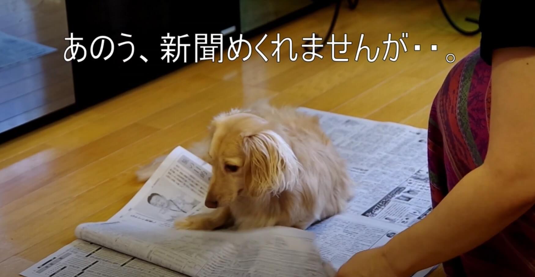 ダックスフンド,動画