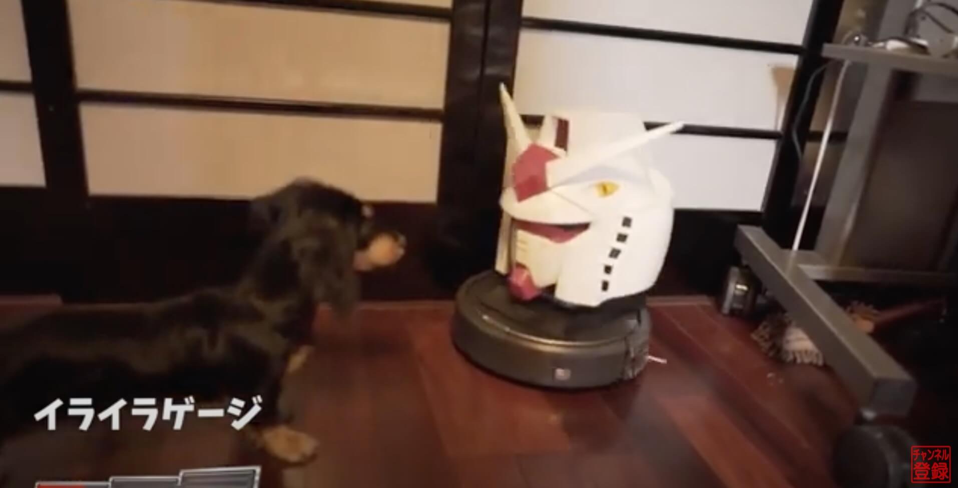 ダックスフンド,動画