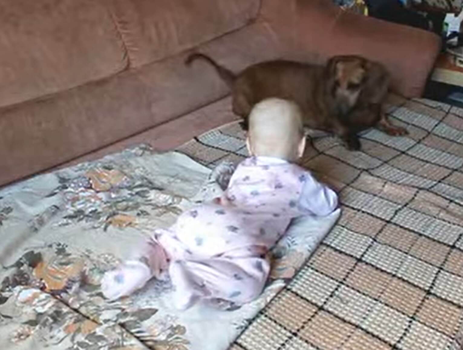 ダックスフンド,動画