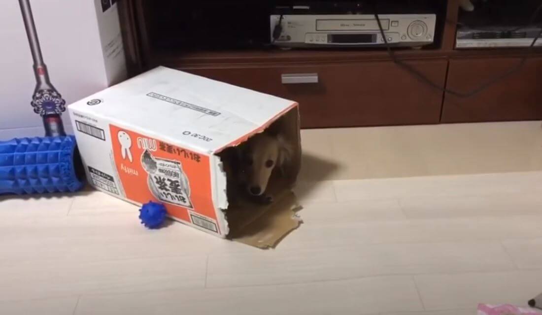 ダックスフンド,動画