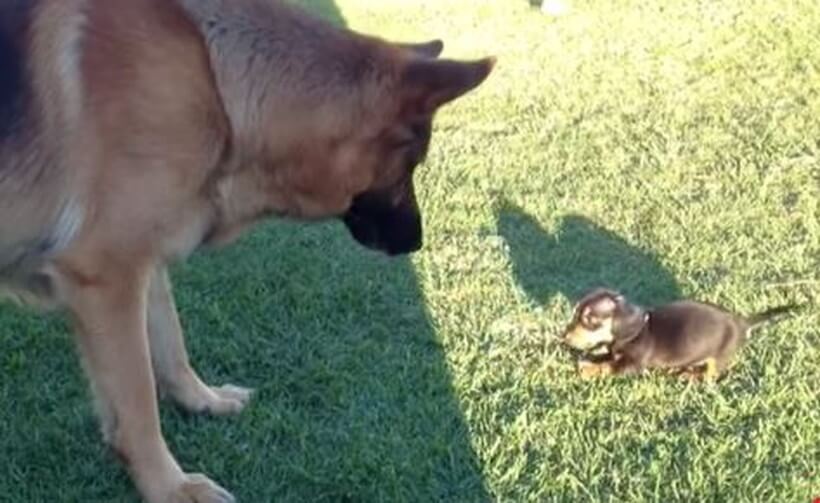 ダックスフンド,動画