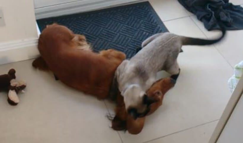 ダックスフンド,動画