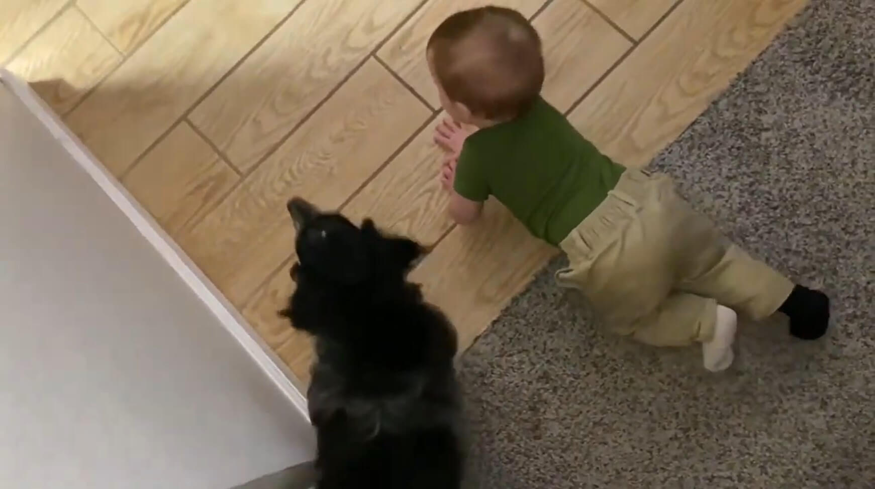 ダックスフンド,動画