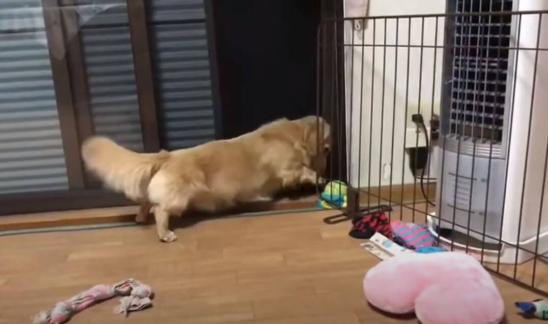 ダックスフンド,動画