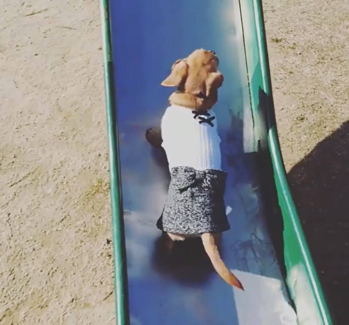 ダックスフンド,動画