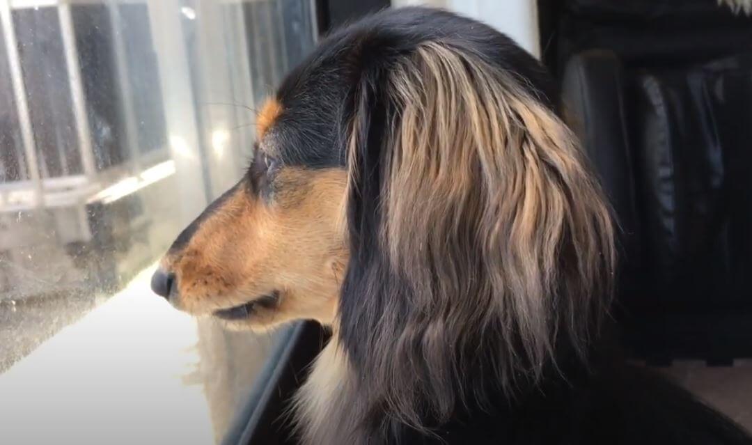 ダックスフンド,動画