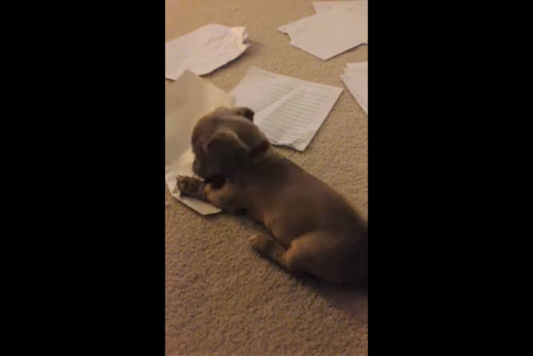 ダックスフンド,動画