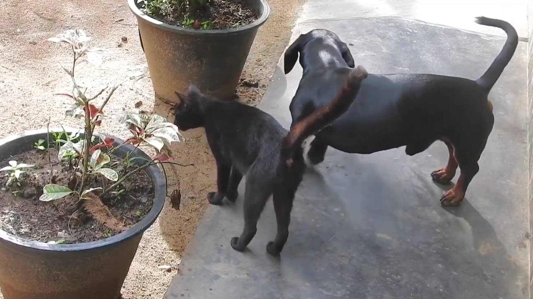 ダックスフンド,動画