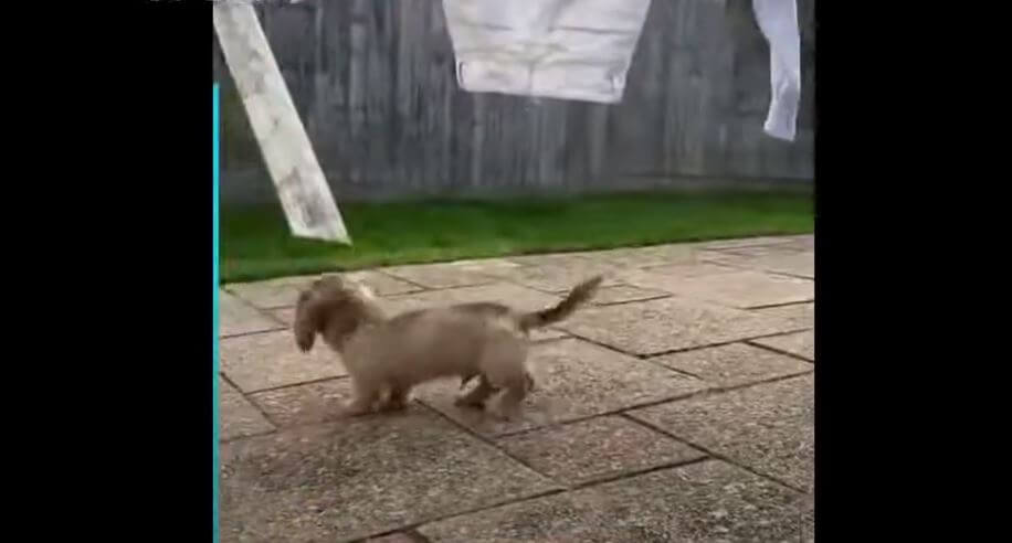 ダックスフンド,動画