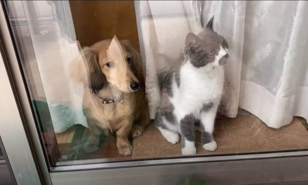 ダックスフンド,動画