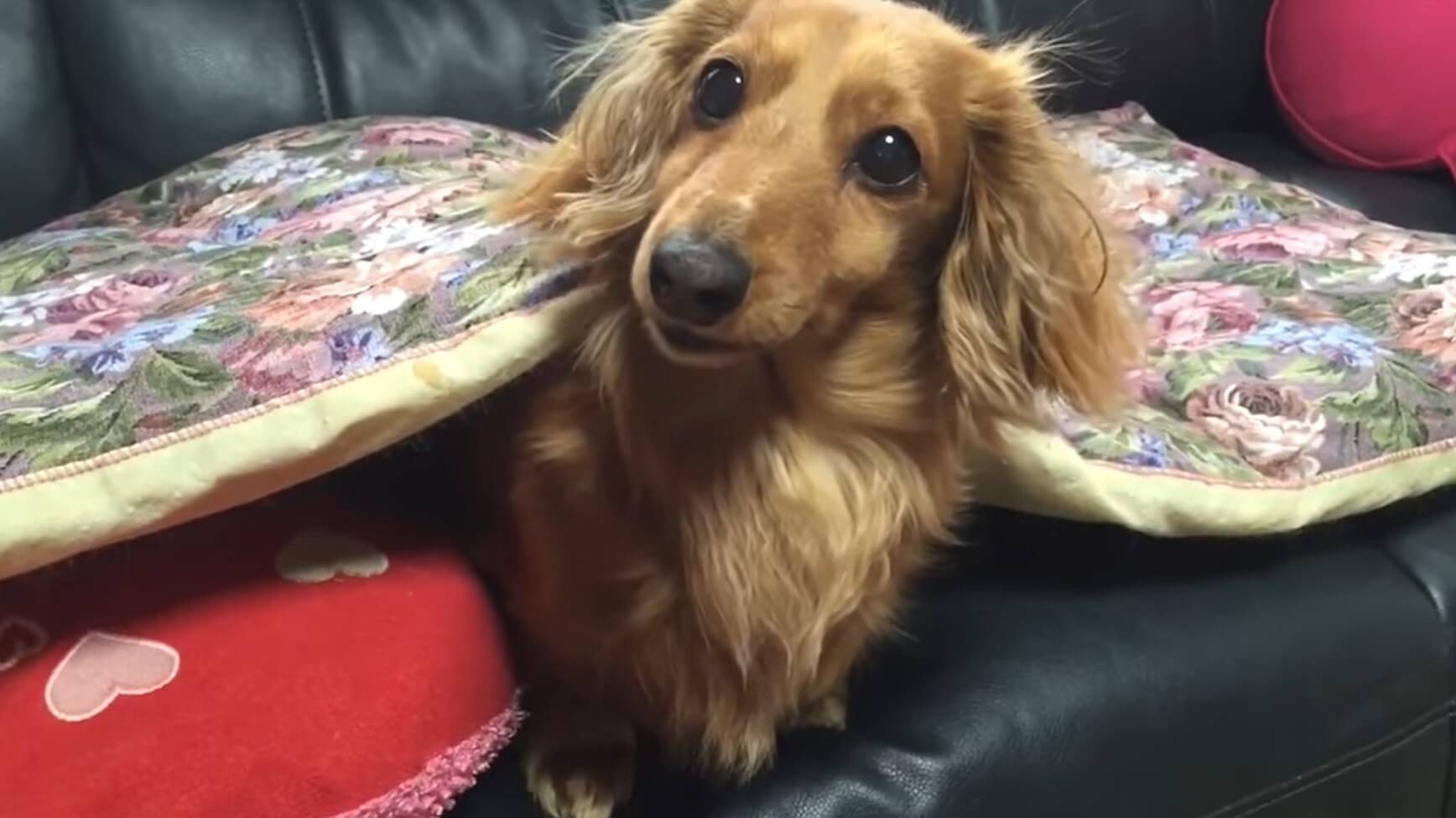 ダックスフンド,動画