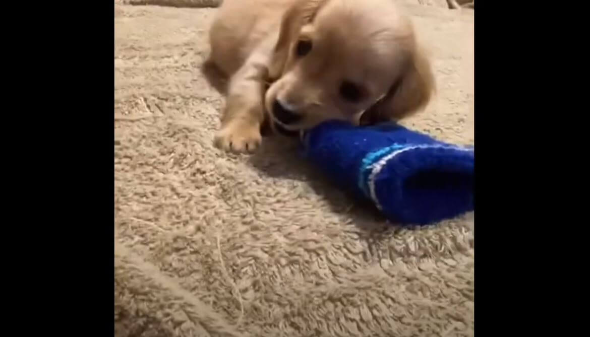 ダックスフンド,動画