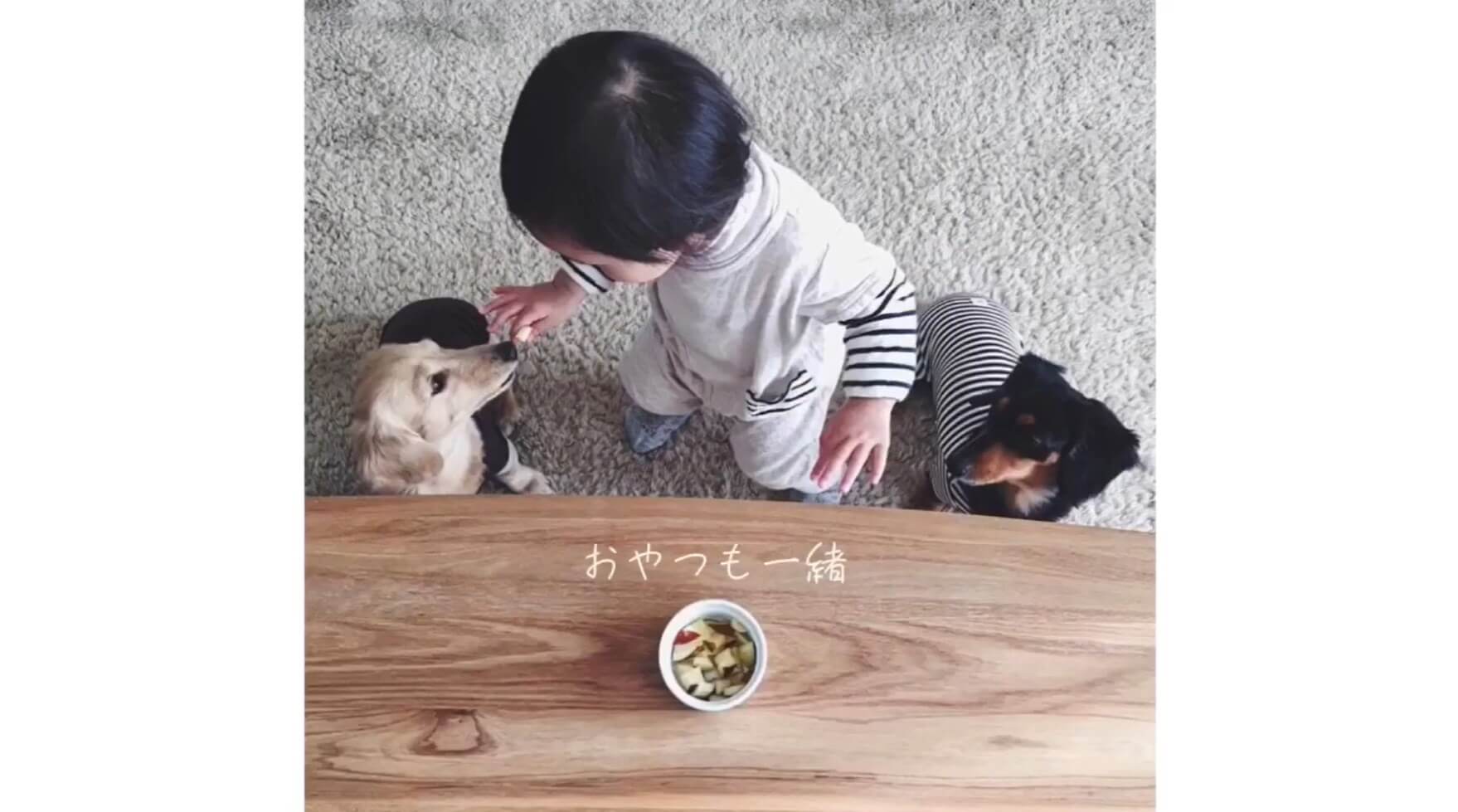 ダックスフンド,動画