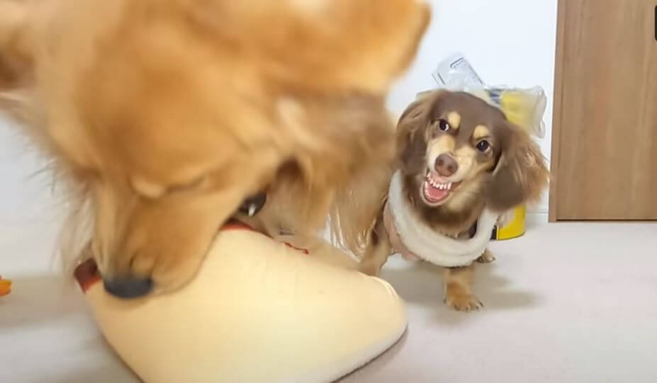 ダックスフンド,動画