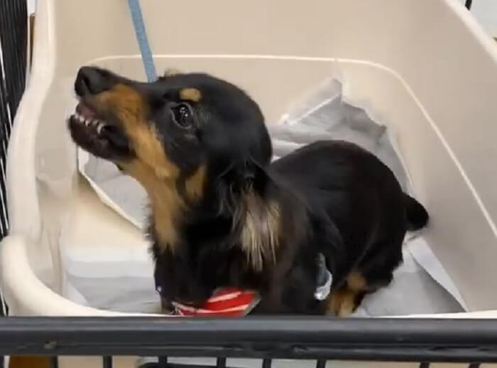 ダックスフンド,動画