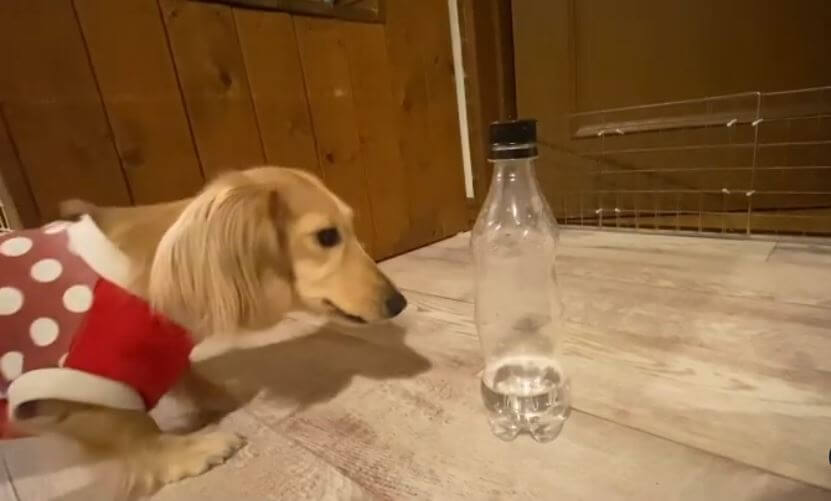 ダックスフンド,動画