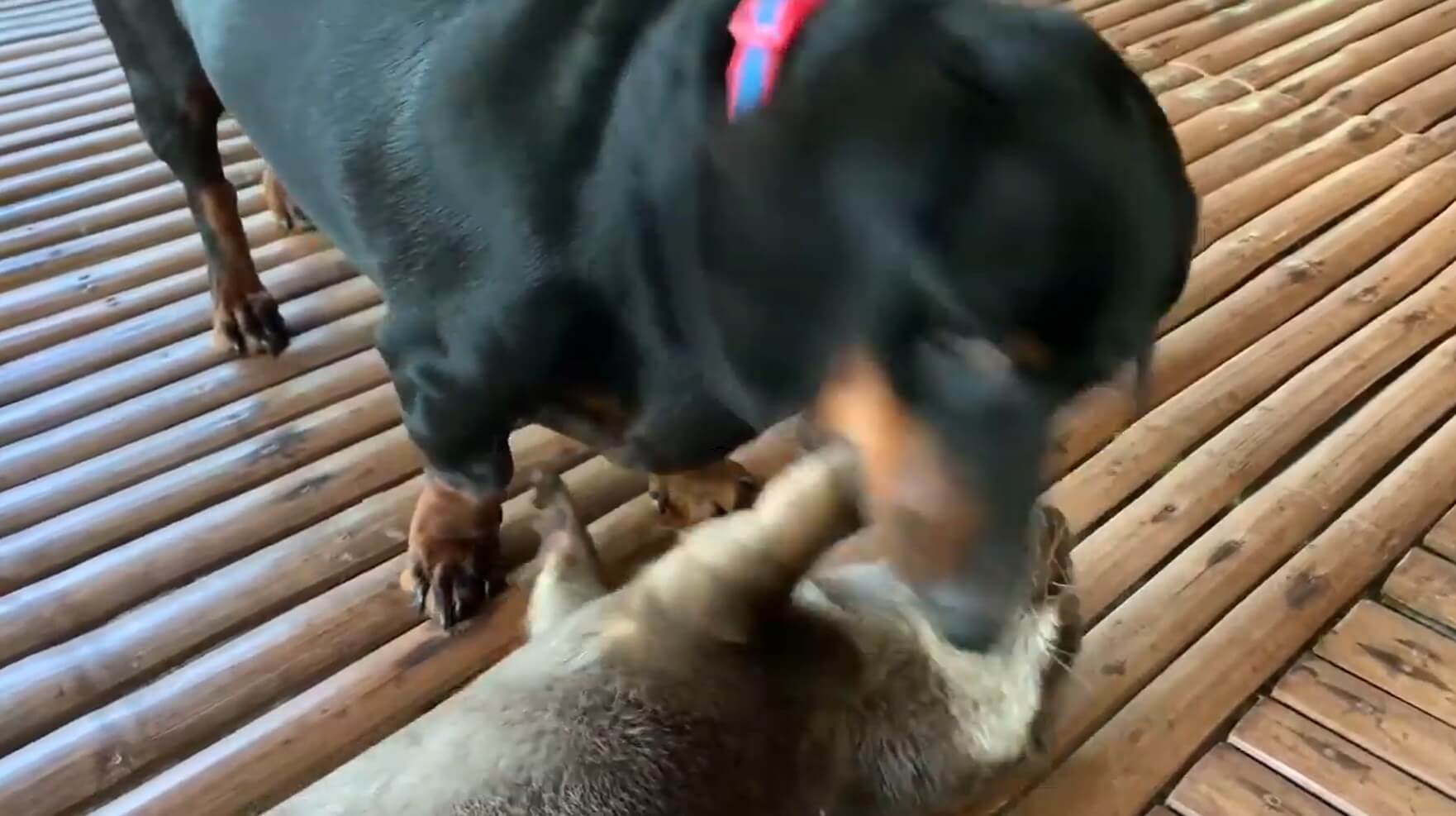 ダックスフンド,動画