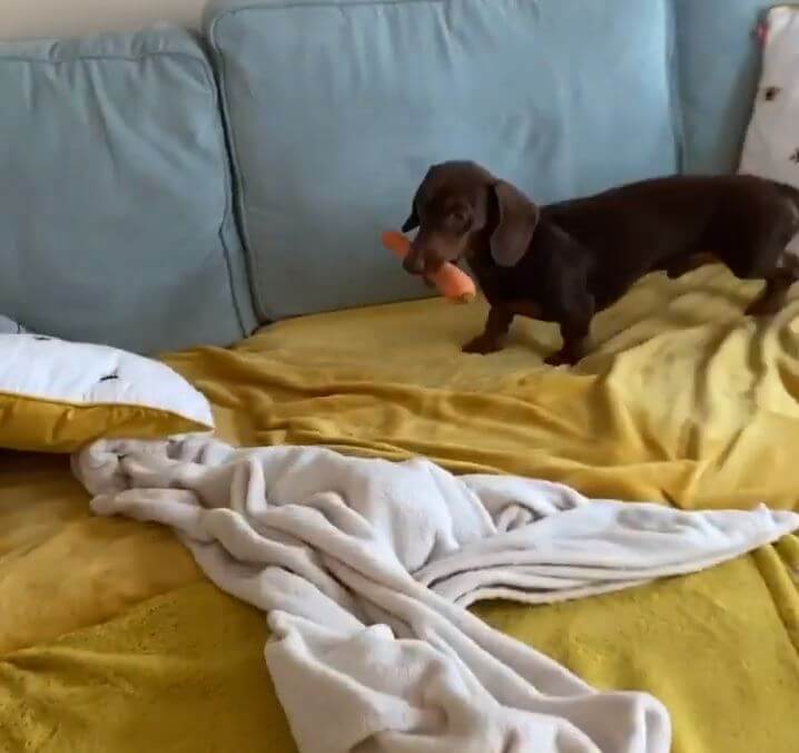 ダックスフンド,動画