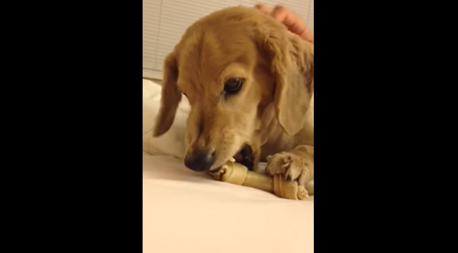 ダックスフンド,動画