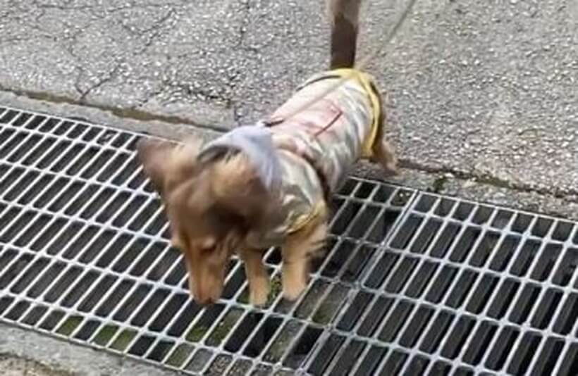 ダックスフンド,動画