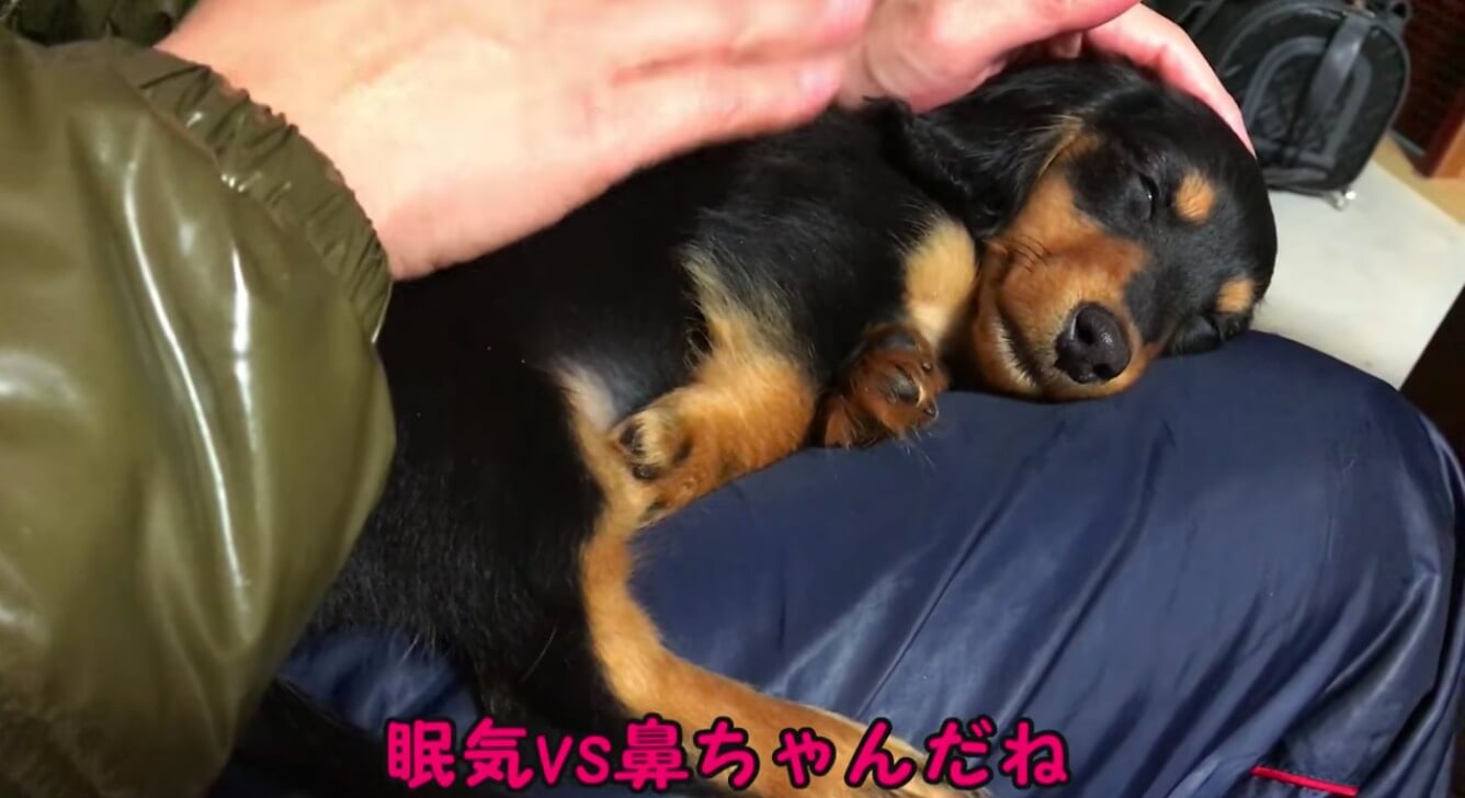 ダックスフンド,動画