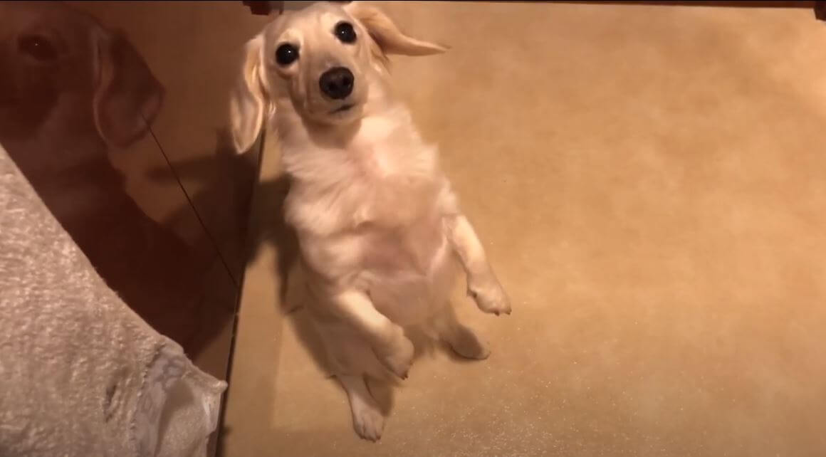 ダックスフンド,動画