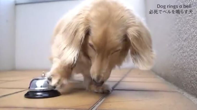 ダックスフンド,動画