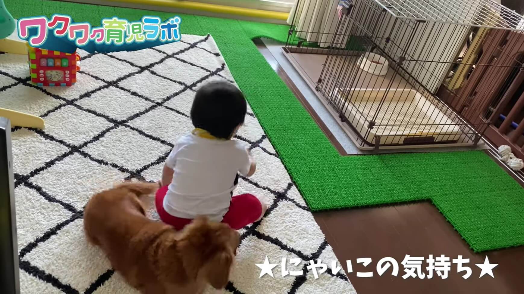 ダックスフンド,動画