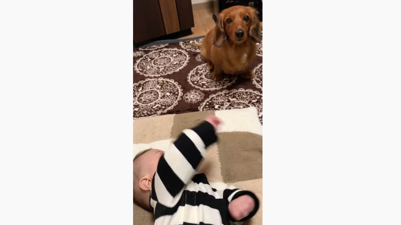 ダックスフンド,動画