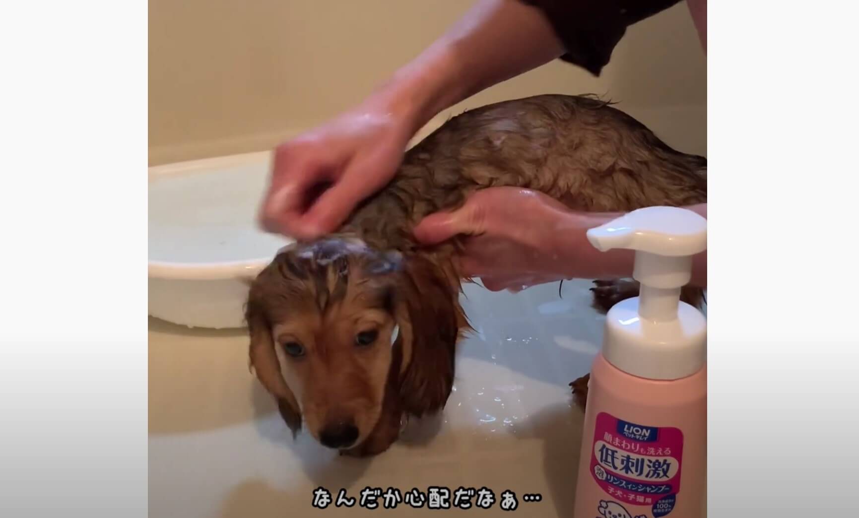 ダックスフンド,動画