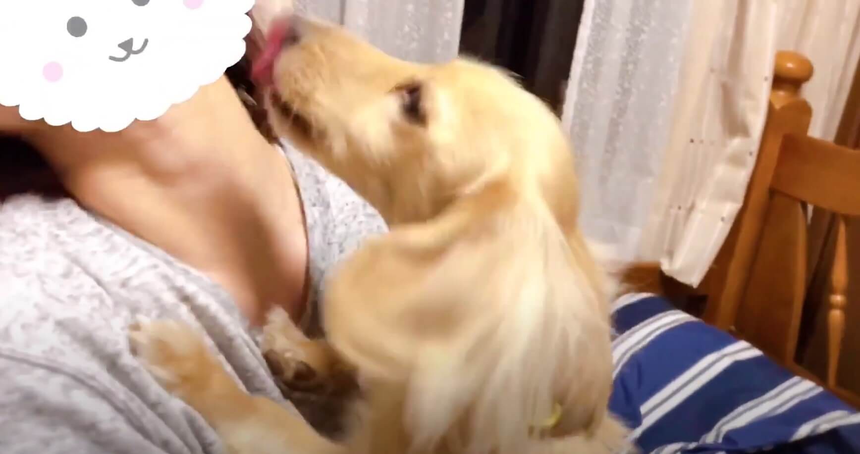 ダックスフンド,動画