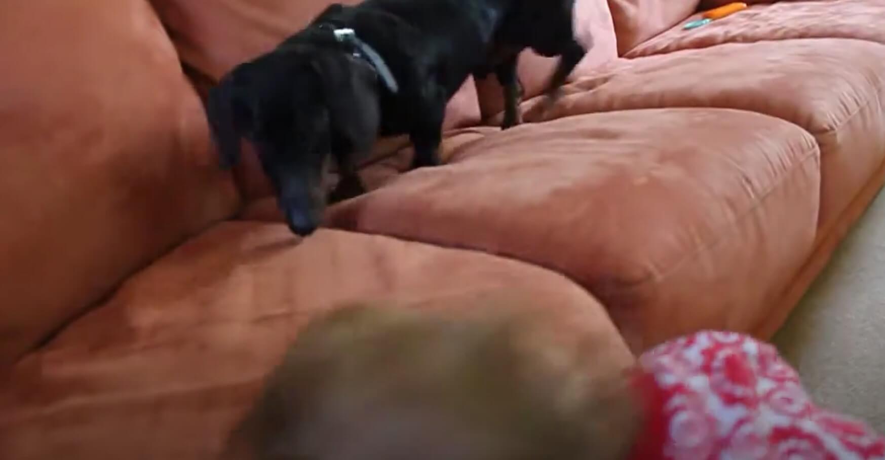 ダックスフンド,動画