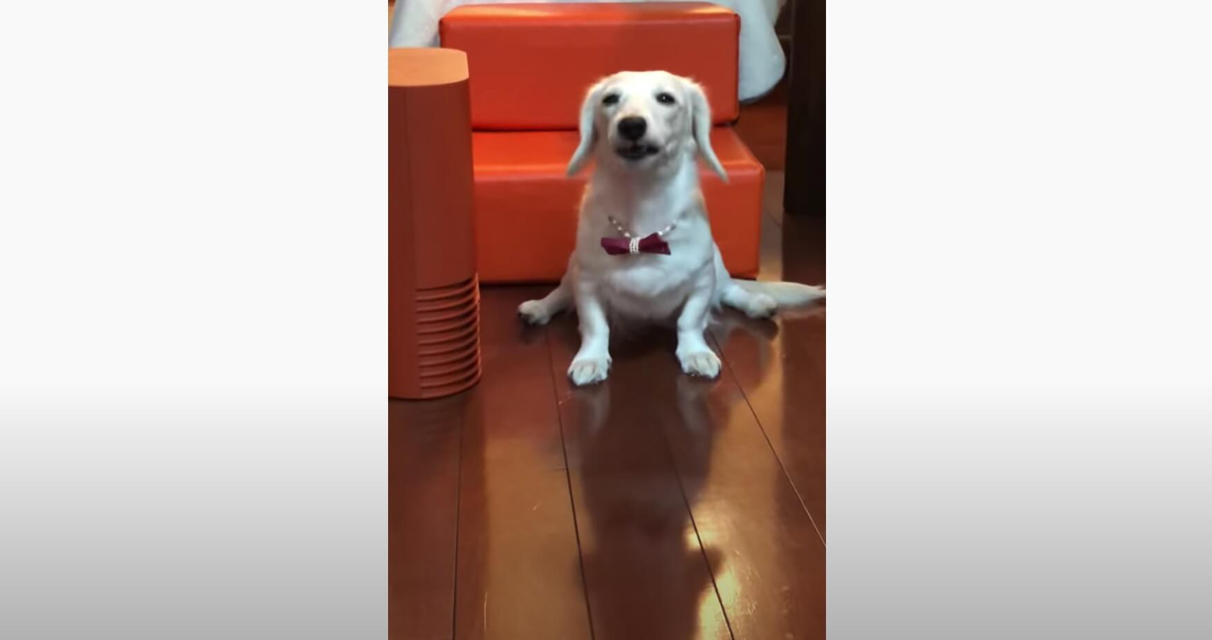 ダックスフンド,動画