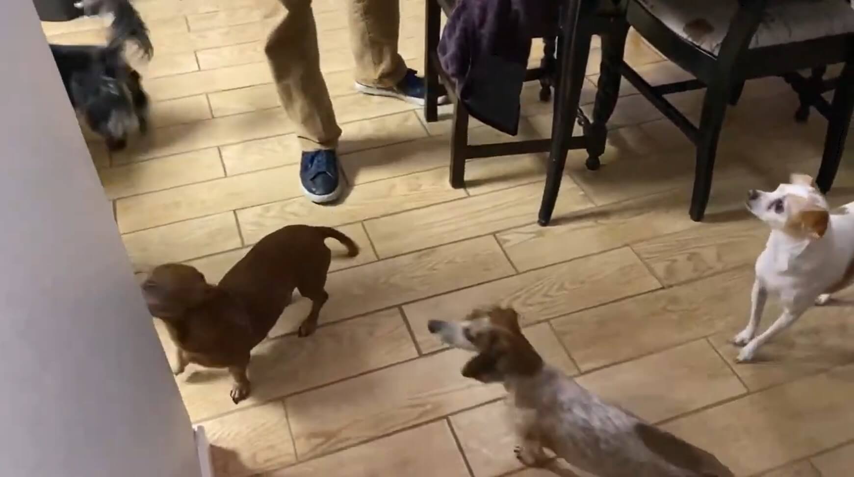 ダックスフンド,動画