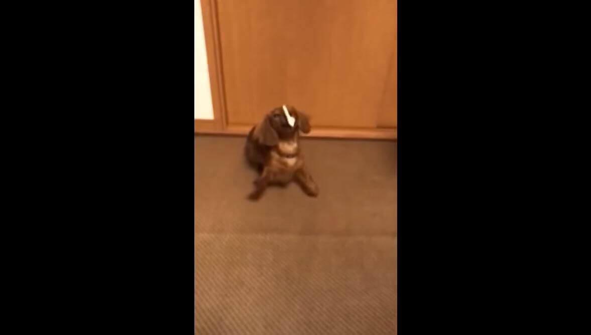 ダックスフンド,動画