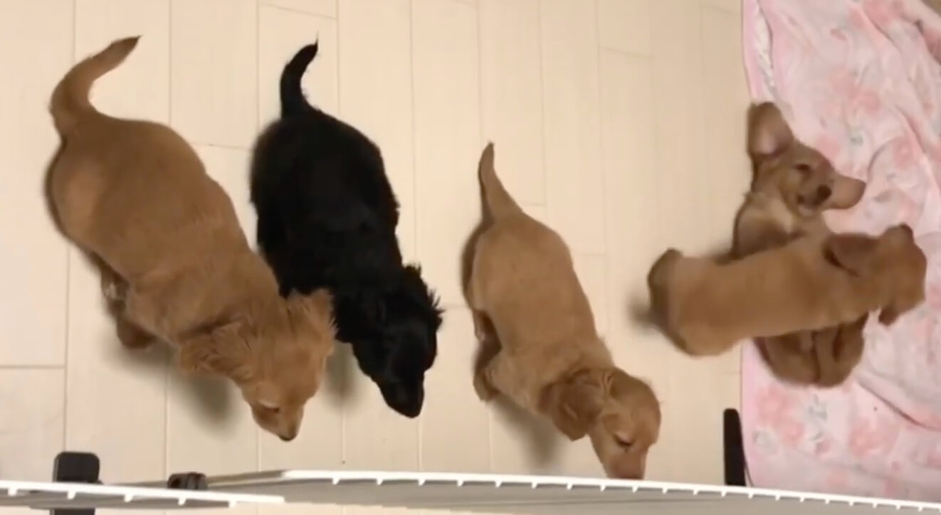 ダックスフンド,動画