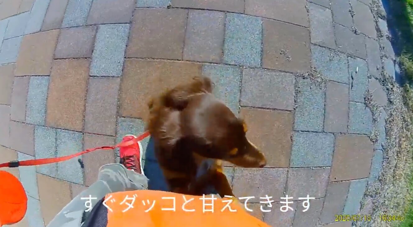 ダックスフンド,動画