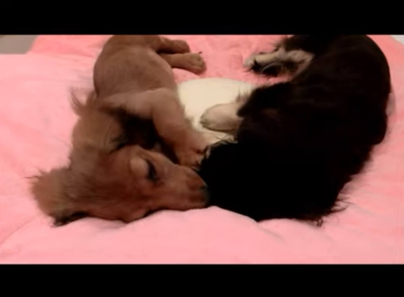 ダックスフンド,動画