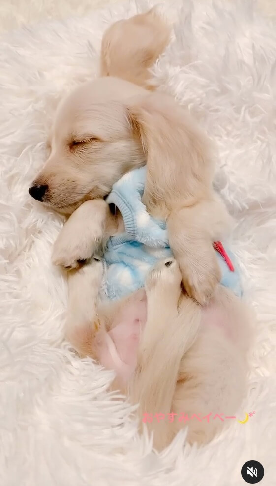 ダックスフンド,動画