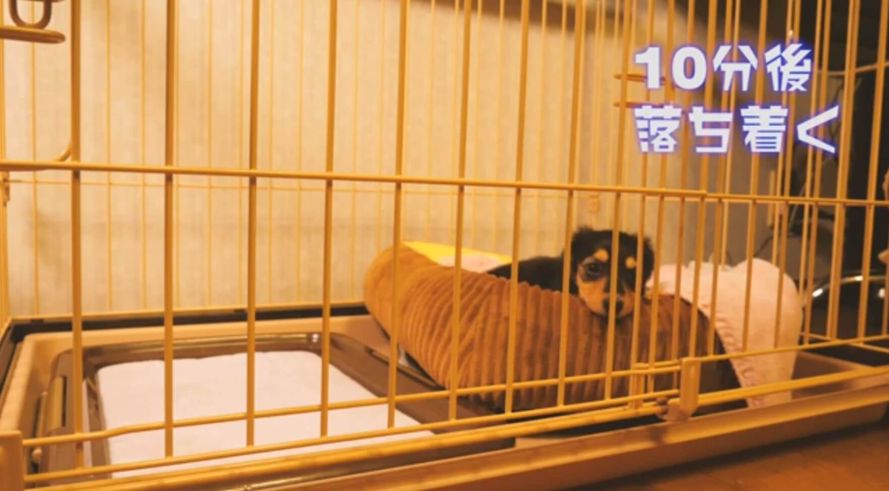 ダックスフンド,動画