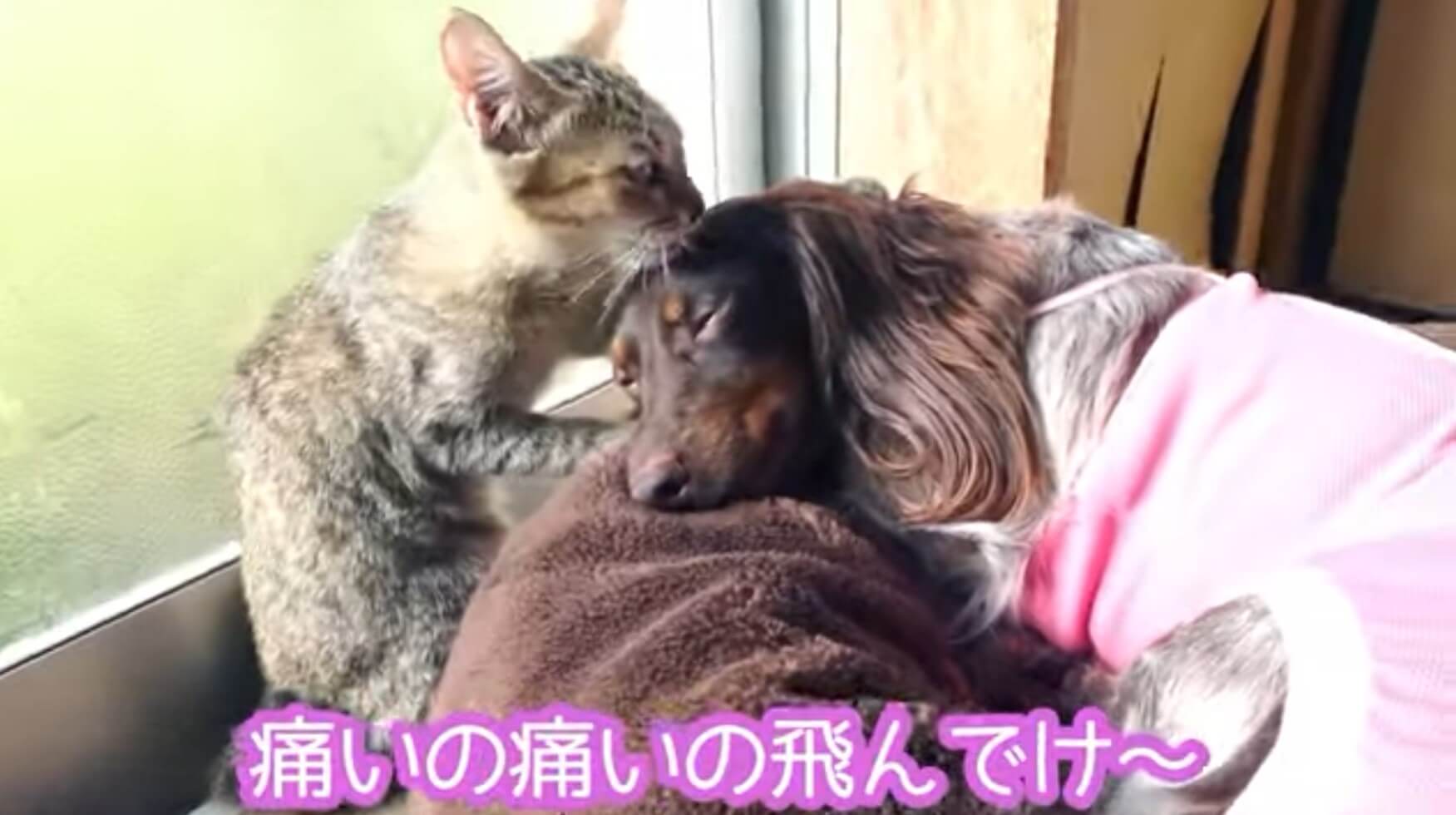 ダックスフンド,動画