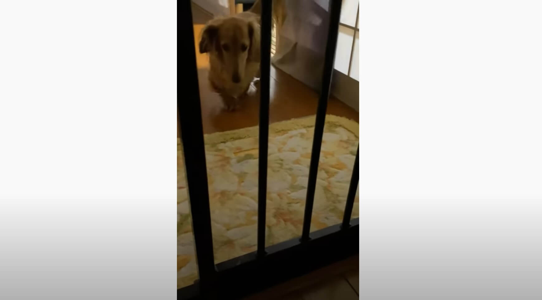 ダックスフンド,動画