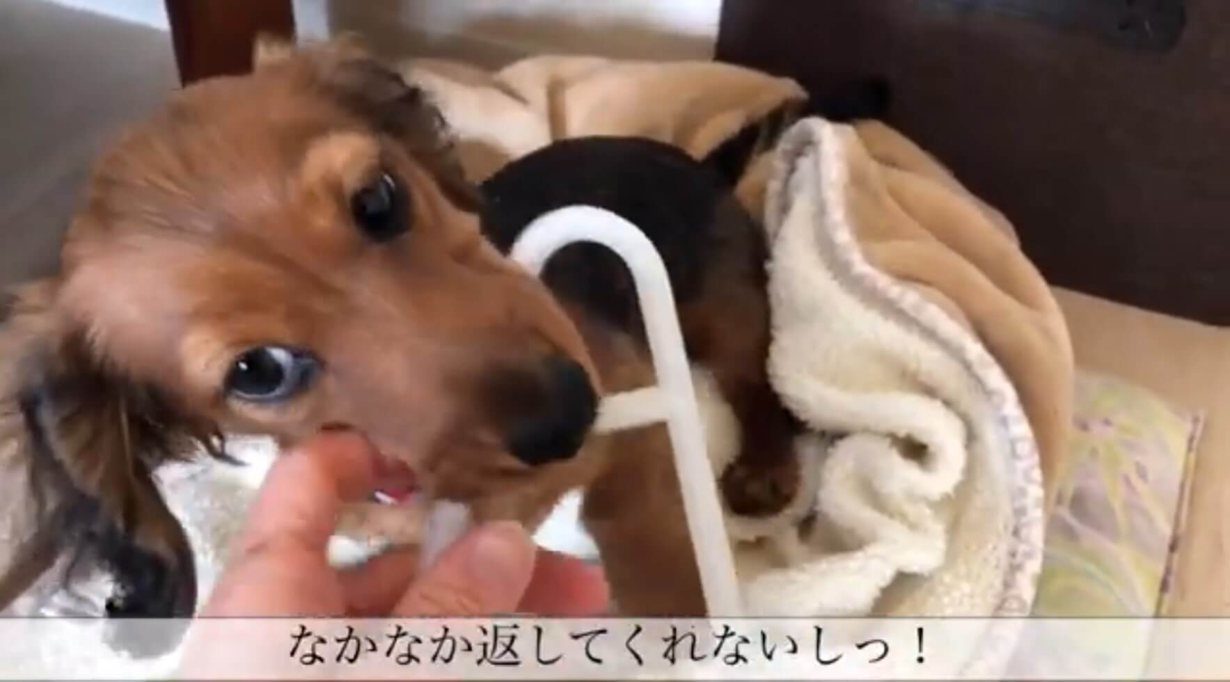 ダックスフンド,動画